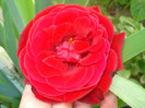 DSC07487