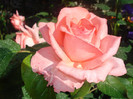 DSC07550