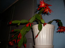 flori 002