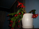 flori 003