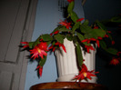 flori 004
