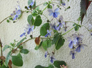 clerodendron ugandese 29 mai 2011 002