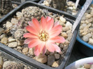 Rebutia pygmaea v. ellegantula - floare 19.05