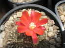 Rebutia vulpina - floare