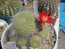 Rebutia senilis - 24.05