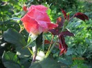 IMG_0452