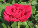 IMG_0487