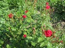 IMG_0489