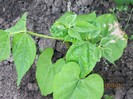 Fasole galbena oloaga