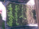 impatiens si vinca rosea