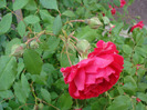 Rose Blaze (2011, May 31)