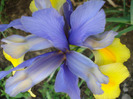 Iris Oriental Beauty (2011, May 28)