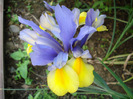 Iris Oriental Beauty (2011, May 28)