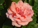 Rose Pleasure (2011, May 29)