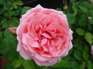 Rose Pleasure (2011, May 31)