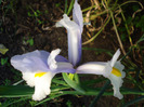 Iris Silvery Beauty (2011, May 29)