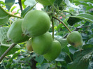 Apples_Mere Summer Red (2011, May 29)