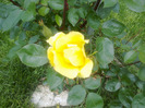 trandafiri si alte flori 026