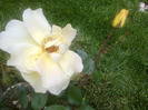 trandafiri si alte flori 027