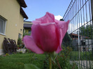 trandafiri si alte flori 072