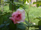 bobocel de Mariatheresia