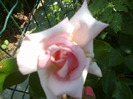 trandafiri si alte flori 086