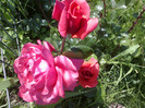 trandafiri si alte flori 090