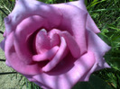 Malva Violacea