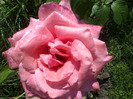 trandafiri si alte flori 096