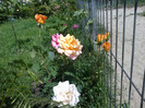 trandafiri si alte flori 097