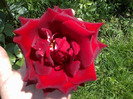 trandafiri si alte flori 098