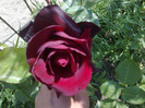 rosa nera