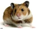 Hamster