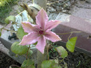 clematita                                      clemtis Pink Fantasy