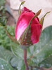 Gaumo-(Rose Gaujard)
