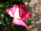 Gaumo-(Rose Gaujard)