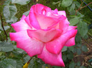 Gaumo-(Rose Gaujard)