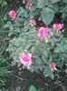 Photo010trandafir pitic roz