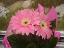 GERBERA