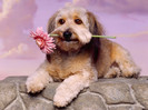 Animale Indragostite Catei Poze Caini Dogs Wallpapers