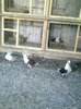 selvet 118