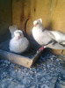 selvet 124