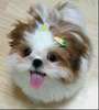 shi tzu