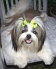 shi tzu