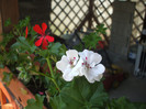 muscata alba