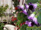 flori-01 06 2011 002