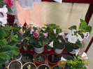 flori-01 06 2011 004