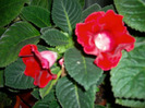 flori-01 06 2011 013