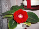 flori-01 06 2011 014