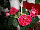 flori-01 06 2011 015